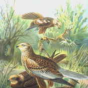Western Marsh-Harrier
